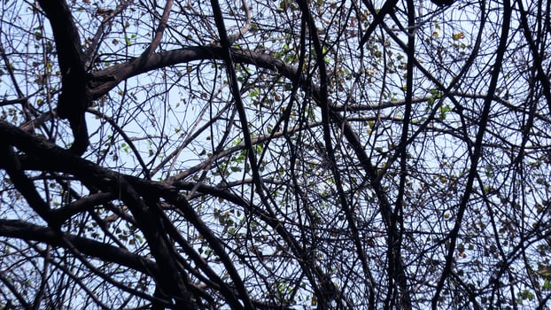 Zigzag branches of skeleton tree photo