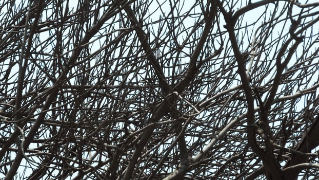 Zigzag branches of skeleton tree photo