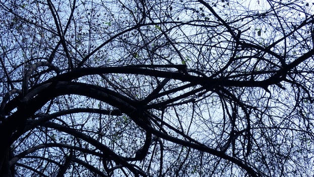 Zigzag branches of skeleton tree photo