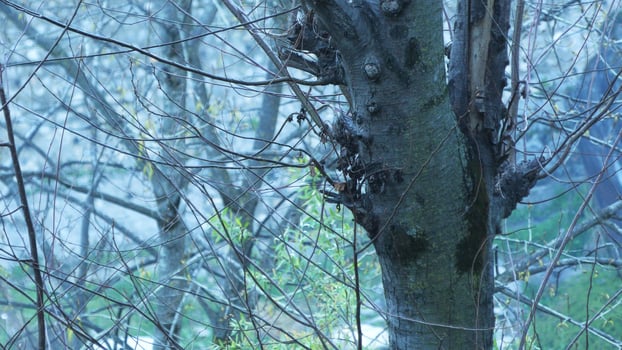 Closeup of a Himalayan tree in the mist photo
