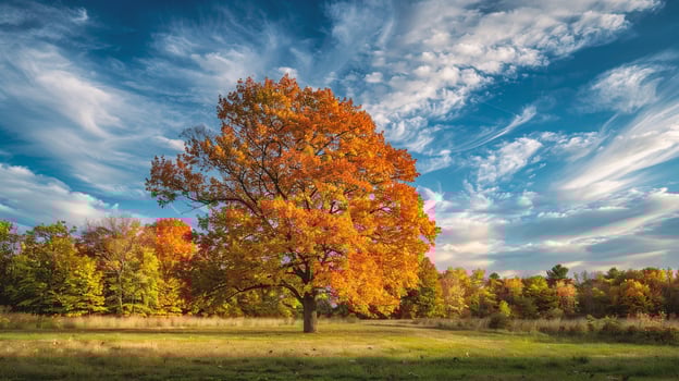 Autumn landscape with forest and meadow in the morning light. photo