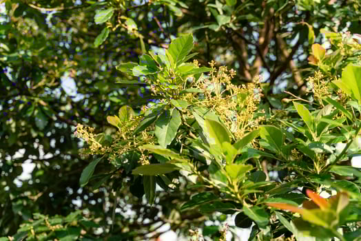 Avocado tree in garden photo