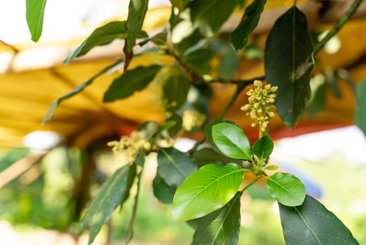 Avocado tree in garden photo