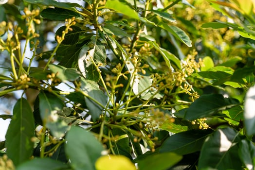 Avocado tree in garden photo