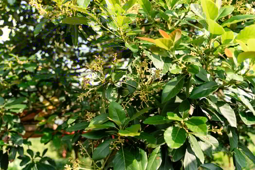 Avocado tree in garden photo