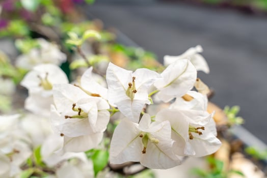 Bougainvillea is a genus of thorny ornamental vines, bushes, and trees belonging to the four o' clock family, Nyctaginaceae. Bougainville flowers Blooming in the garden. photo