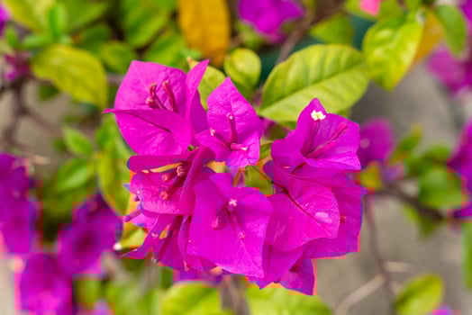 Bougainvillea is a genus of thorny ornamental vines, bushes, and trees belonging to the four o' clock family, Nyctaginaceae. Bougainville flowers Blooming in the garden. photo