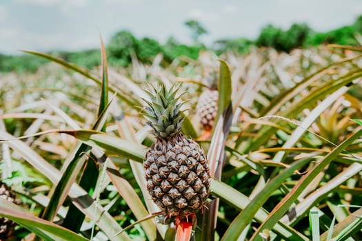 Harvest season and cultivation of pineapples. View of a beautiful growing pineapple plantation. in gardeen. Harvest of pineapple fruits with copy space photo
