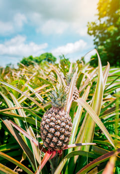 Close up of pineapples plantation in Nicaragua. Tropical pineapples grown in a garden with copy space photo