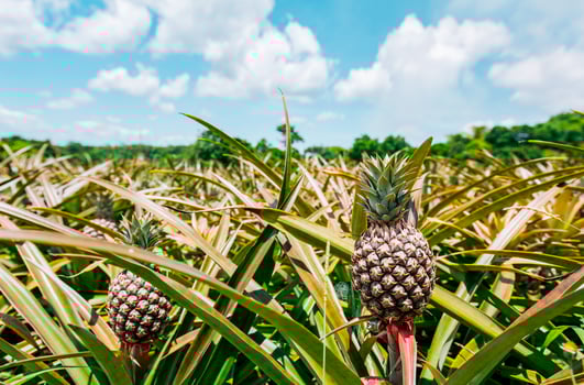 Harvest of pineapple fruits with blue sky background. View of a beautiful growing pineapple crop, Harvest season and cultivation of pineapples photo
