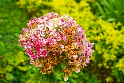 Hydrangea common names hydrangea or hortensia, is a genus of over 75 species of flowering plants native to Asia and the Americas. Natural floral background. spring flowers. photo