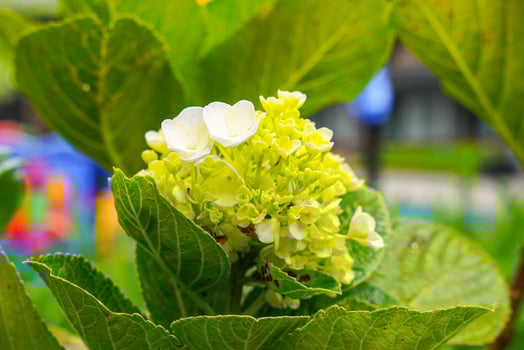 Hydrangea common names hydrangea or hortensia, is a genus of over 75 species of flowering plants native to Asia and the Americas. Natural floral background. spring flowers. photo