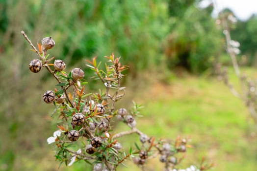 Leptospermum scoparium, commonly called manuka is a species of flowering plant in the myrtle family Myrtaceae, native to south-east Australia and New Zealand. photo