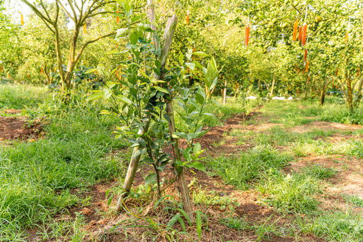 Oranges on the Tree ready for Harvests. Navel orange, Citrus sinensis or known as Limau Madu photo