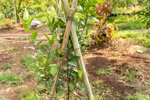 Oranges on the Tree ready for Harvests. Navel orange, Citrus sinensis or known as Limau Madu photo