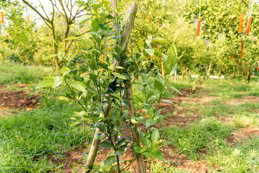 Oranges on the Tree ready for Harvests. Navel orange, Citrus sinensis or known as Limau Madu photo