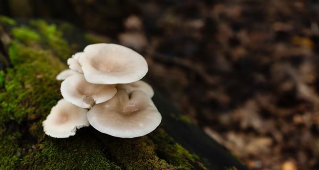 Wild Pleurotus ostreatus oyster mushrooms growing on a moss-covered fallen tree trunk in the forest photo