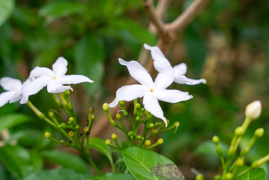 Jasminum sambac, Arabian jasmine or Sambac jasmine is a species of jasmine native to tropical Asia, from the Indian subcontinent to Southeast Asia. photo