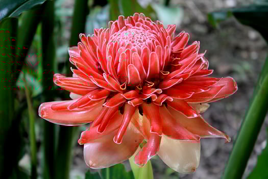 Red Torch Ginger Etlingera elatior bud flower, also known as Philippine wax flower, combrang, porcelain rose, Indonesian tall ginger found in a jungle in Pai, Thailand photo