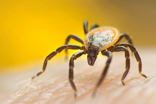 Close-Up of a Tick Crawling on Human Skin Against Yellow Background photo