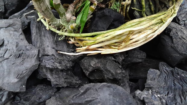 Orchid Plant Roots Spreading on Black Charcoal Wood photo
