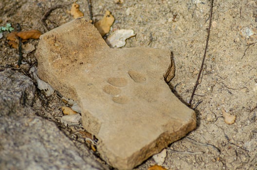 roman roof tile with a dog's footprint in an archaeological dig, tegula photo