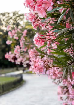 Delicate pink flowers on common oleander branches in the botanical park Spring blooming Nerium oleander photo