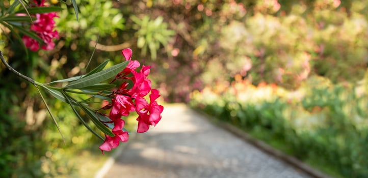 Close-up of bright pink oleander flowers in an spring blooming botanical garden copy space photo