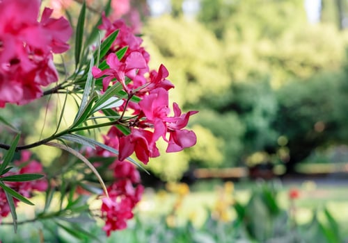 Bright pink flowers of common oleander close-up on the background of botanical garden Spring flowering and landscape design landscaping selective soft focus photo