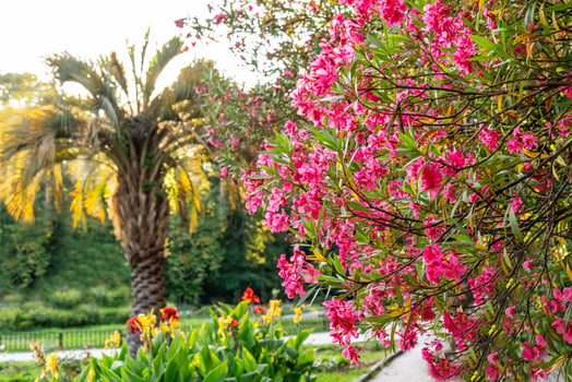 Bright pink red flowers on the branches of a common oleander at the Tropical Botanical Garden Spring blossoming and landscaping concept photo