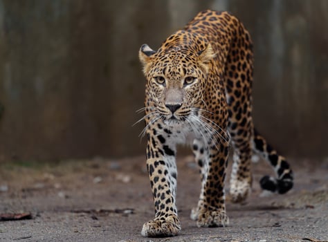 Portrait of Sri lankan leopard in zoo photo