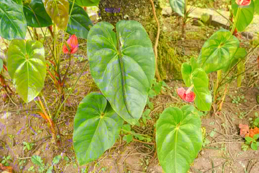 Flamingo flower Anthurium sp. Anthurium andraeanum photo