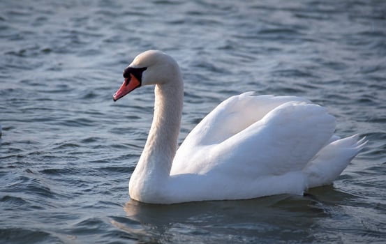 The mute swan Cygnus olor, adult white swan in the sea in spring photo