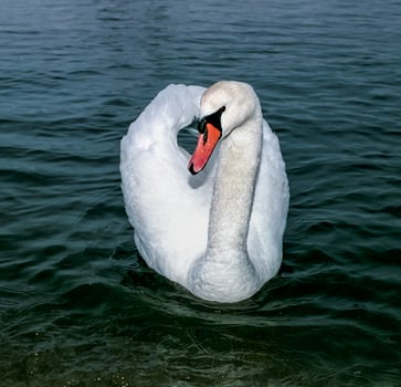 The mute swan Cygnus olor, adult bird swimming in the sea photo