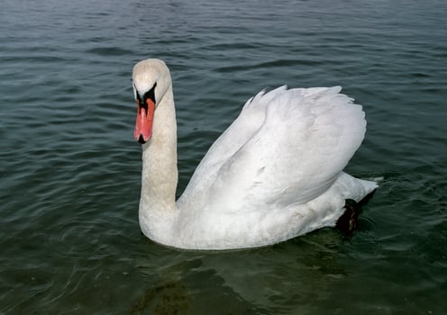 The mute swan Cygnus olor, adult bird swimming in the sea photo