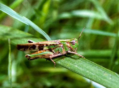 Oedaleus infernalis - grasshopper sitting on the grass photo