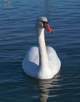 The mute swan Cygnus olor, adult bird swimming in the sea photo