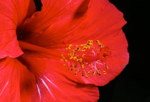Hibiscus rosa - Red Chinese hibiscus, plant in a flower pot photo