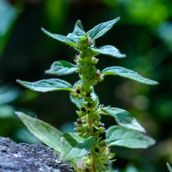 Parietaria judaica - Flowering plant with green leaves on a dark background in the garden photo