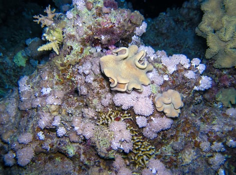 Coral reef in the Red Sea, different types of soft and calcareous corals on a rock underwater photo