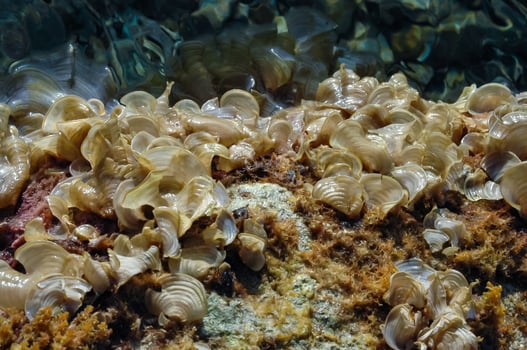 Brown algae Peacock's Tail Padina pavonica in shallow water photo