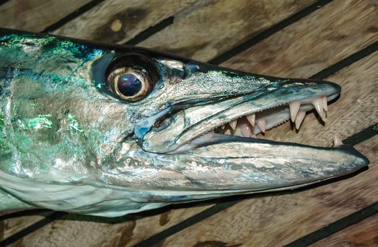 Great barracuda with sharp teeth, Red Sea, Egypt photo