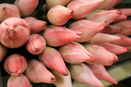 Kecombrang Flowers or Etlingera elatior photo