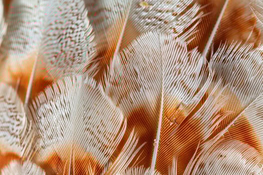 Beautiful texture bird feather for design natural abstract background photo