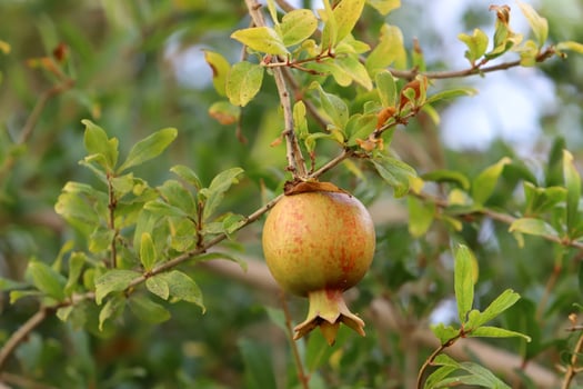 Unripe pomegranates in a city park against the background of green foliage of trees. photo