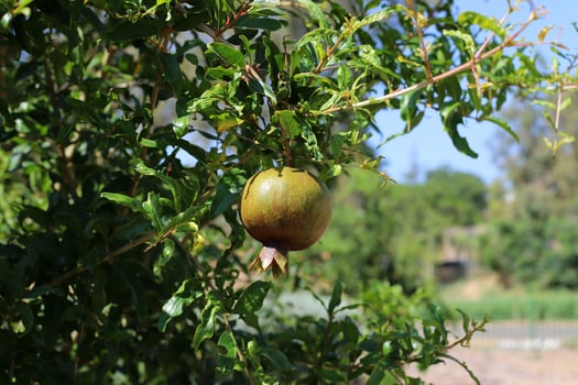 Unripe pomegranates in a city park against the background of green foliage of trees. photo