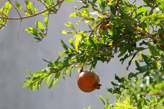 Unripe pomegranates in a city park against the background of green foliage of trees. photo