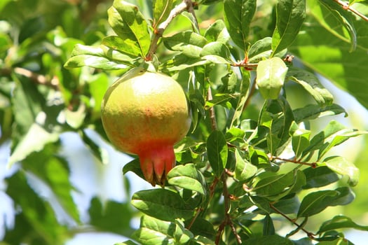 Unripe pomegranates in a city park against the background of green foliage of trees. photo