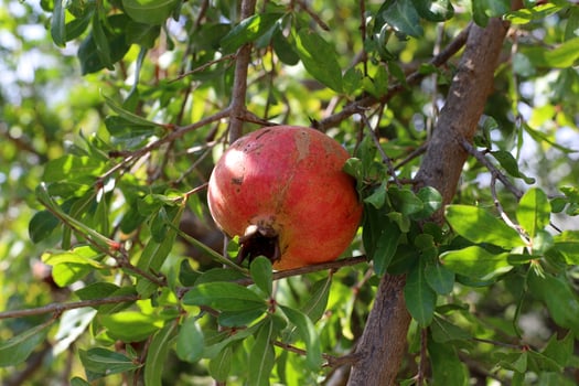 Unripe pomegranates in a city park against the background of green foliage of trees. photo