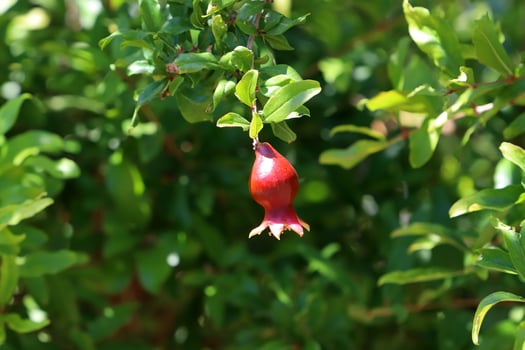 Unripe pomegranates in a city park against the background of green foliage of trees. photo